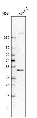 SHFM3 Antibody in Western Blot (WB)