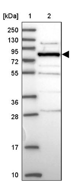 HOOK2 Antibody in Western Blot (WB)