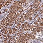 CCDC154 Polyclonal Antibody