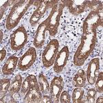 LENG1 Antibody in Immunohistochemistry (Paraffin) (IHC (P))