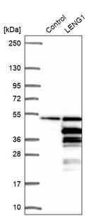 LENG1 Antibody in Western Blot (WB)