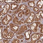 DYM Antibody in Immunohistochemistry (Paraffin) (IHC (P))