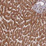 DYM Antibody in Immunohistochemistry (Paraffin) (IHC (P))