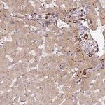 PGRP-L Polyclonal Antibody