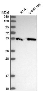 CCDC97 Antibody in Western Blot (WB)