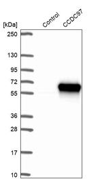 CCDC97 Antibody in Western Blot (WB)