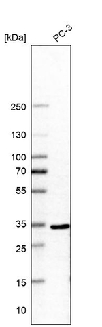 COPE Antibody in Western Blot (WB)
