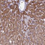 CLCN7 Antibody in Immunohistochemistry (Paraffin) (IHC (P))