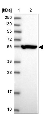 CRTAP Antibody in Western Blot (WB)