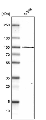 GPATCH1 Antibody in Western Blot (WB)