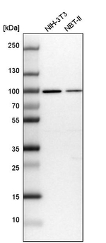 GPATCH1 Antibody in Western Blot (WB)