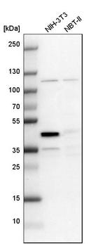 CCDC94 Antibody in Western Blot (WB)