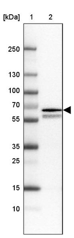 RGL3 Antibody in Western Blot (WB)