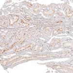 DNAJC16 Antibody in Immunohistochemistry (Paraffin) (IHC (P))