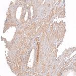 DNAJC16 Antibody in Immunohistochemistry (Paraffin) (IHC (P))