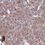 GNG5 Antibody in Immunohistochemistry (Paraffin) (IHC (P))
