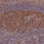 GNG5 Antibody in Immunohistochemistry (Paraffin) (IHC (P))