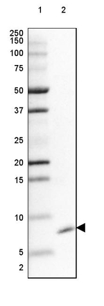 GNG5 Antibody in Western Blot (WB)