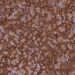 EXOC3L4 Polyclonal Antibody