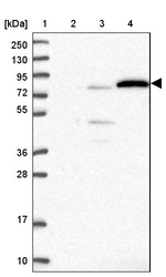 EXOC3L4 Antibody in Western Blot (WB)