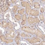 SPATA5L1 Antibody in Immunohistochemistry (Paraffin) (IHC (P))