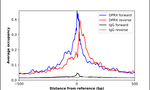 DPRX Antibody in ChIP Assay (ChIP)
