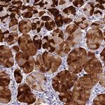 DPRX Polyclonal Antibody