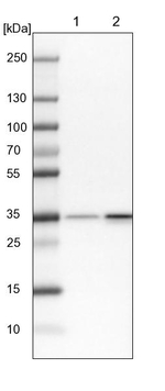 RPL5 Antibody in Western Blot (WB)