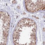 Relaxin 3 Polyclonal Antibody