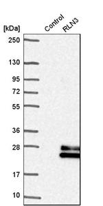 Relaxin 3 Antibody in Western Blot (WB)