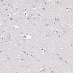 MS4A5 Antibody in Immunohistochemistry (Paraffin) (IHC (P))