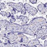 MS4A5 Antibody in Immunohistochemistry (Paraffin) (IHC (P))