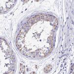 MS4A5 Antibody in Immunohistochemistry (Paraffin) (IHC (P))