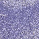 MS4A5 Antibody in Immunohistochemistry (Paraffin) (IHC (P))