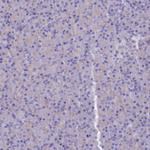 PTPRCAP Polyclonal Antibody