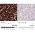 PTPRCAP Antibody in Immunohistochemistry (IHC)