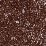 PTPRCAP Antibody in Immunohistochemistry (IHC)