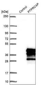 PTPRCAP Antibody in Western Blot (WB)