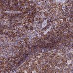 LPXN Antibody in Immunohistochemistry (Paraffin) (IHC (P))