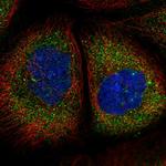 TMEM134 Antibody in Immunocytochemistry (ICC/IF)
