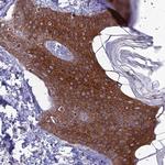 TMEM134 Antibody in Immunohistochemistry (Paraffin) (IHC (P))