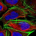 CLK4 Polyclonal Antibody