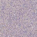 RANBP6 Antibody in Immunohistochemistry (IHC)
