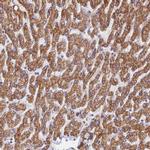 RANBP6 Antibody in Immunohistochemistry (IHC)
