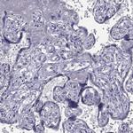 C5orf49 Antibody in Immunohistochemistry (IHC)