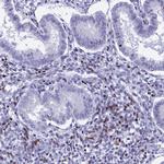 PRPS1 Antibody in Immunohistochemistry (Paraffin) (IHC (P))