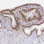 DPY30 Antibody in Immunohistochemistry (IHC)