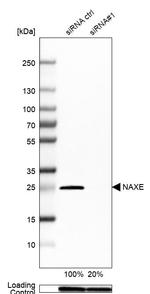 APOA1BP Antibody