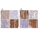 FAM168B Polyclonal Antibody