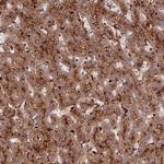 C5orf51 Antibody in Immunohistochemistry (Paraffin) (IHC (P))